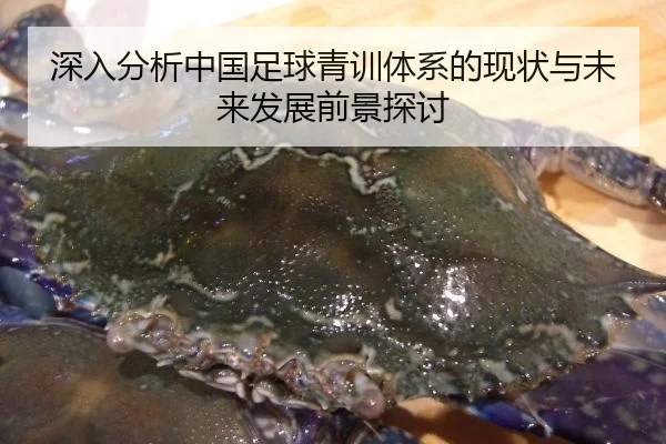 深入分析中国足球青训体系的现状与未来发展前景探讨